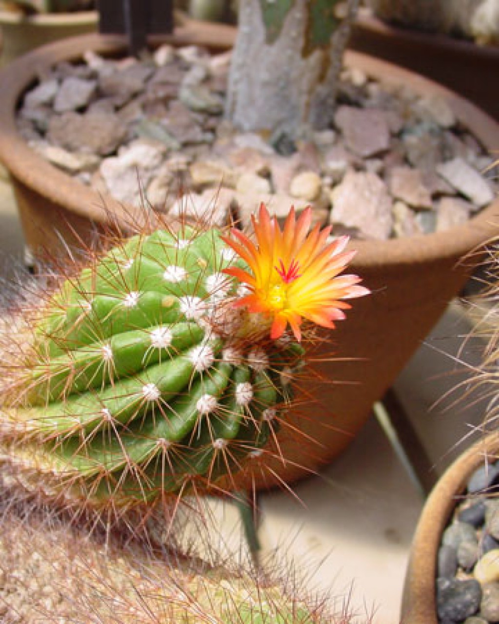 Parodia Horstii