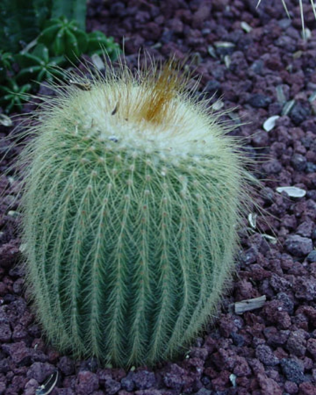 Parodia Leninghausii