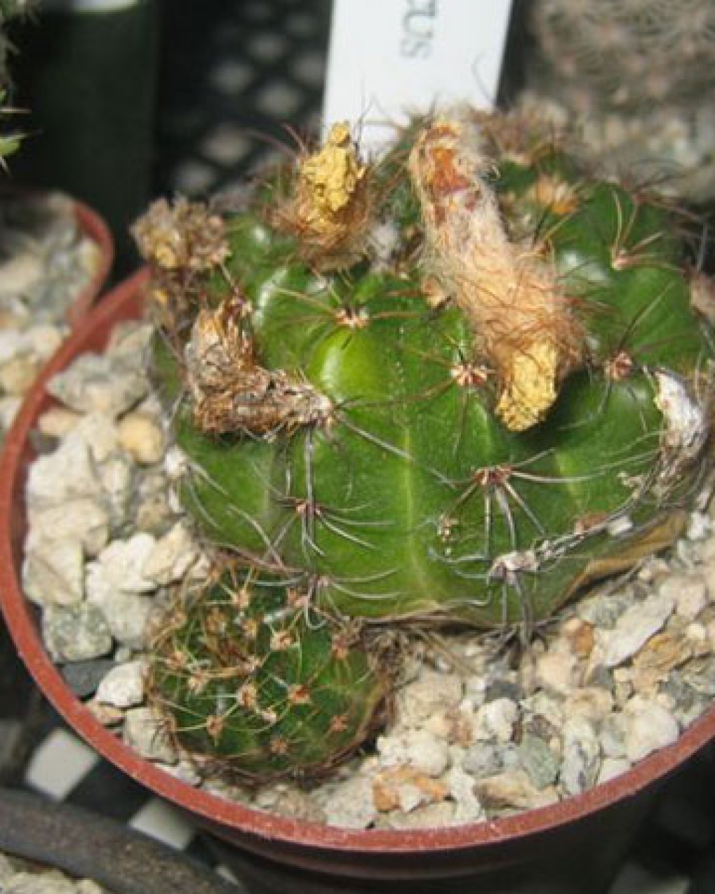 Parodia Linkii