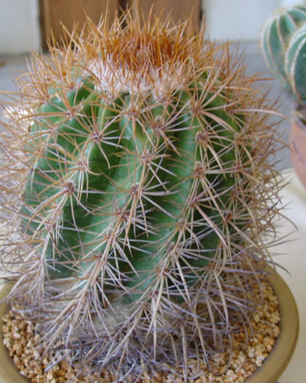 Parodia Maassii