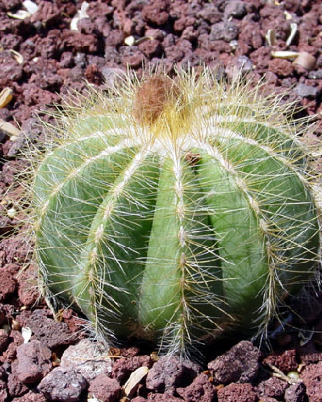 Parodia Magnifica