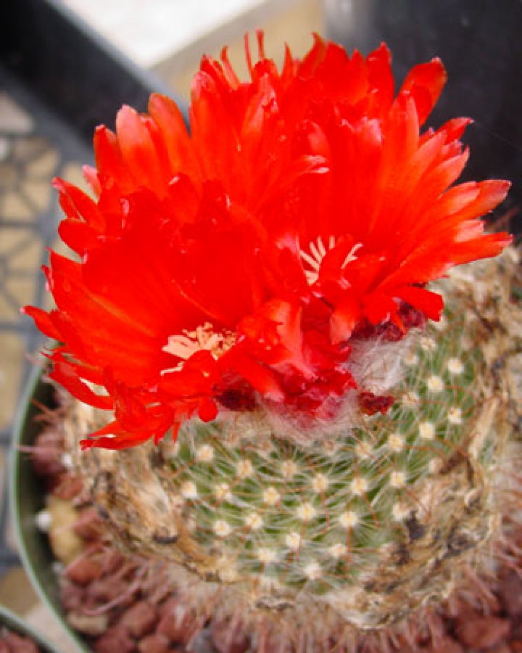 Parodia Microsperma