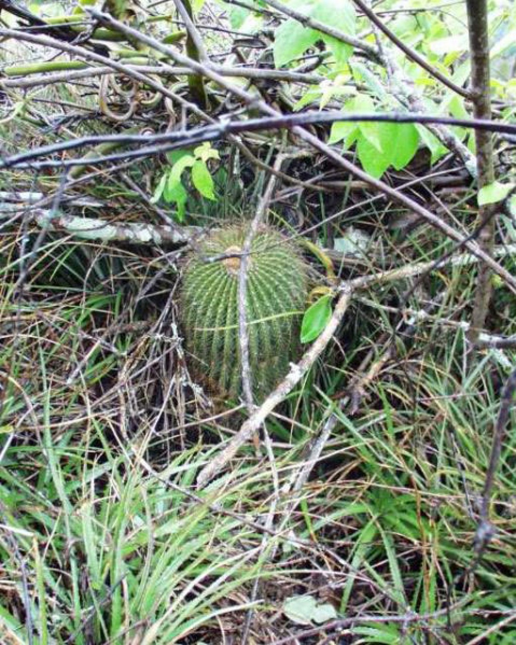 Parodia Nigrispina