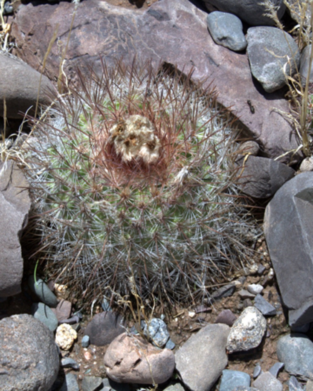 Parodia Nivosa