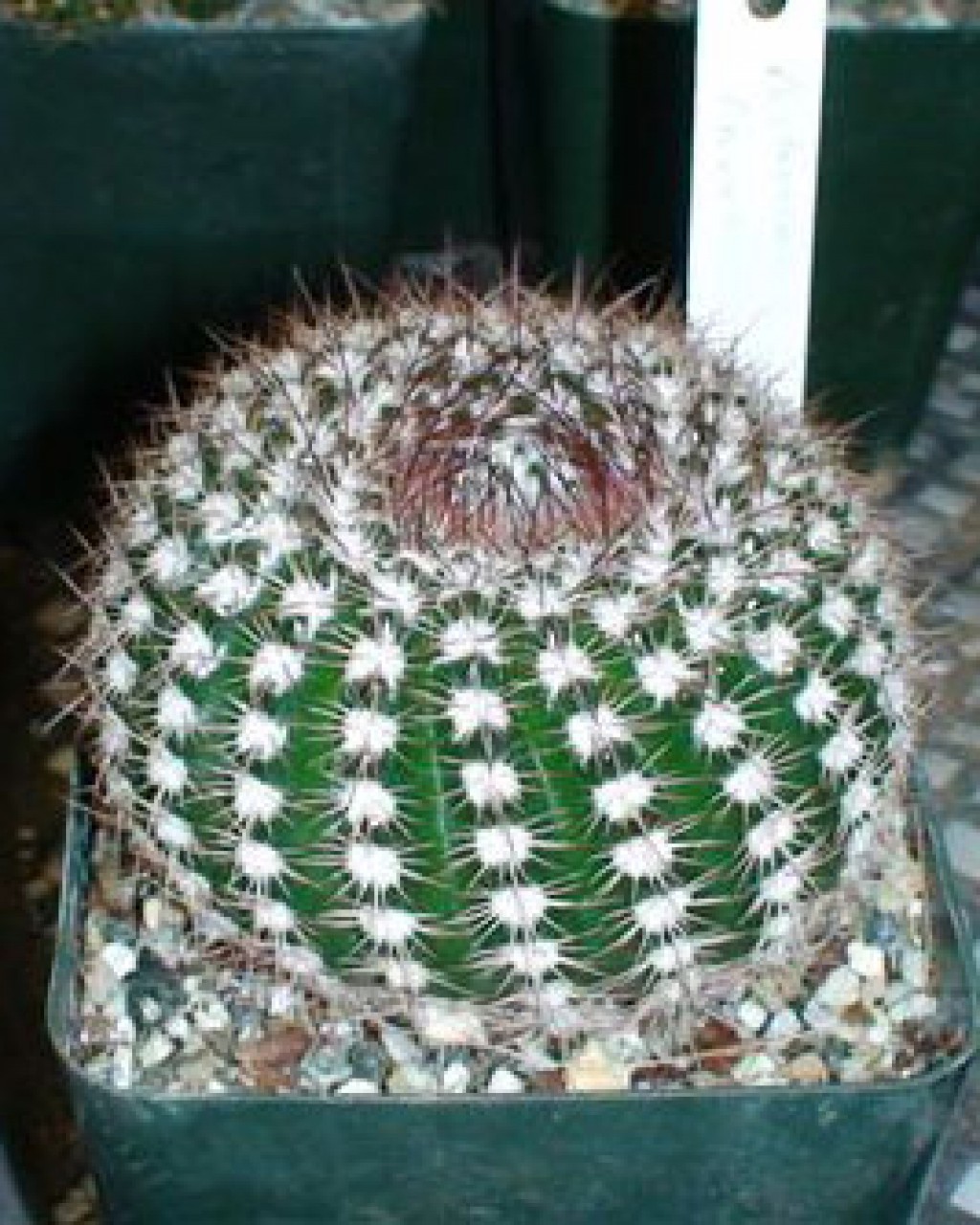 Parodia Nothorauschii