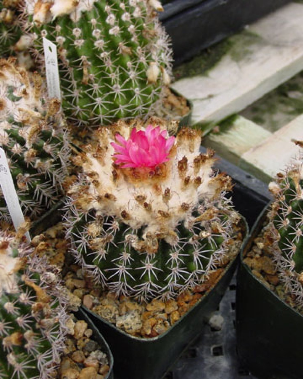 Parodia Ocampoi