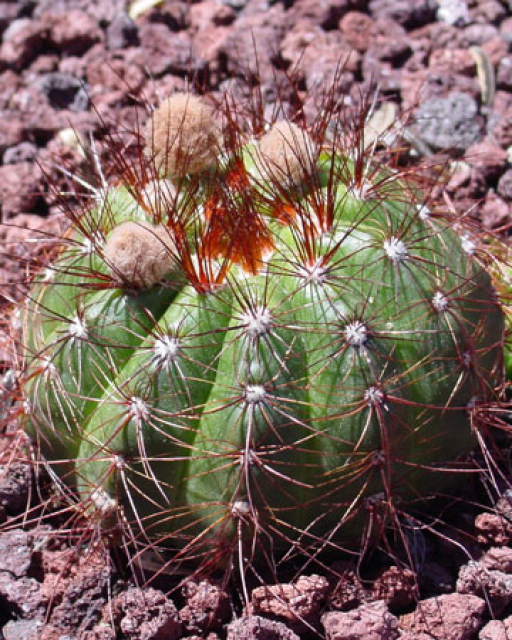 Parodia Ottonis