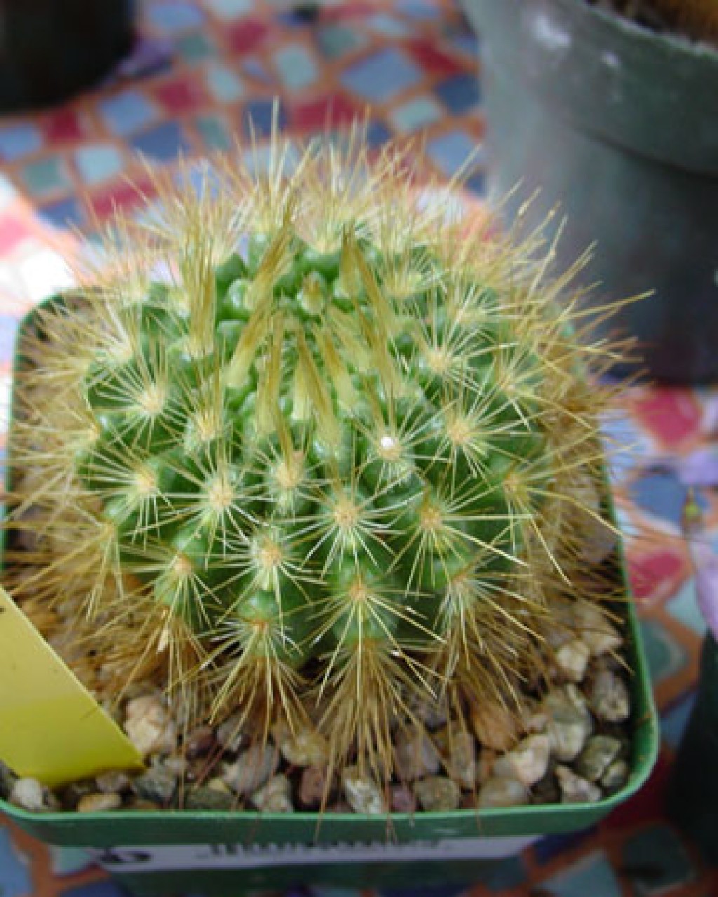 Parodia Penicillata