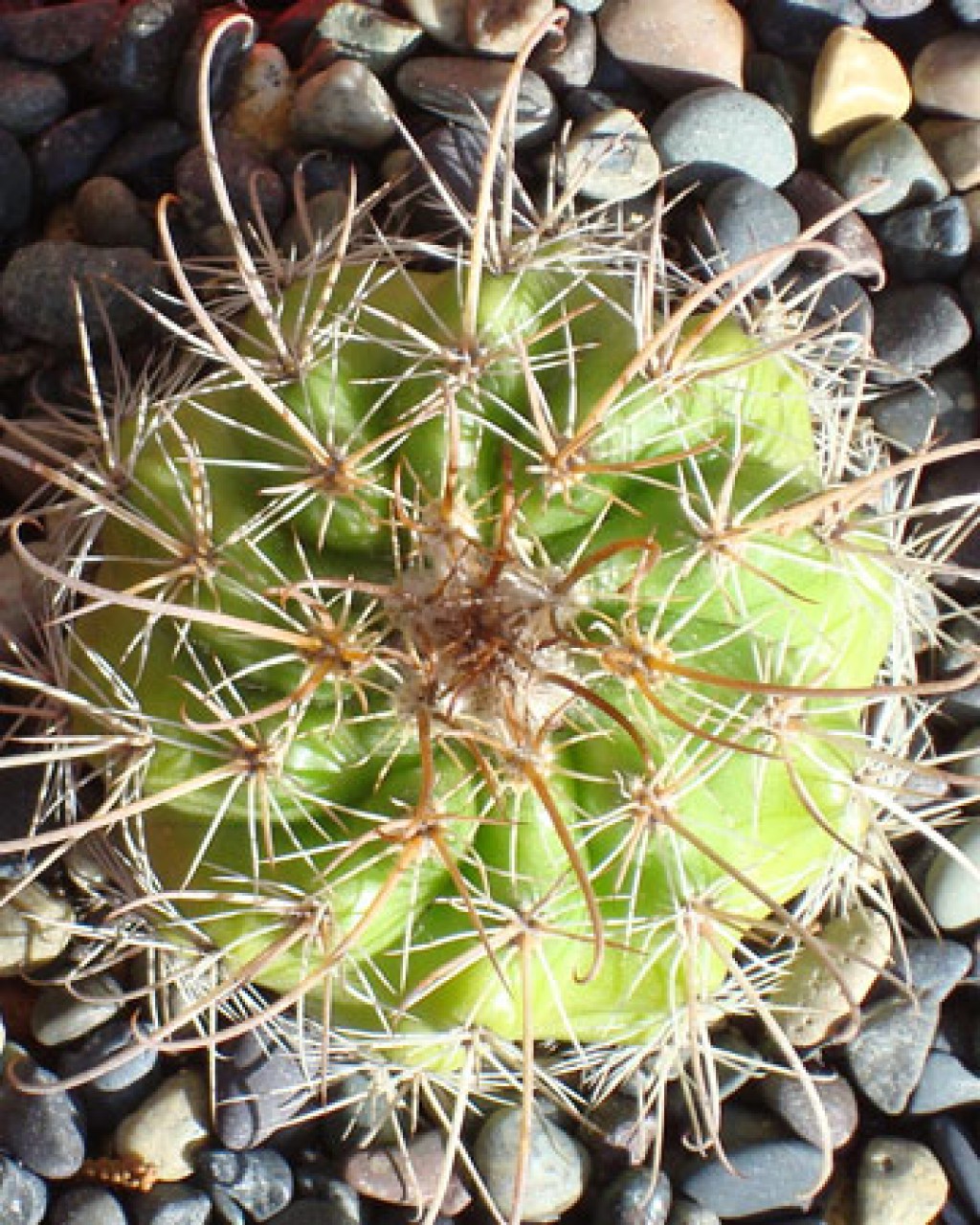 Parodia Procera