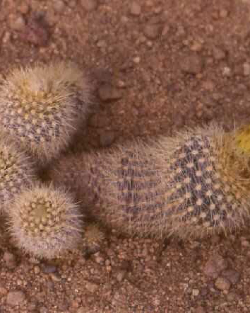 Parodia Rechensis