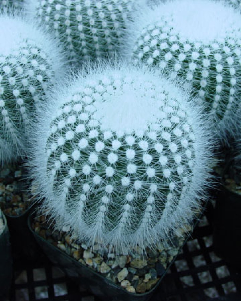 Parodia Rudibuenekeri