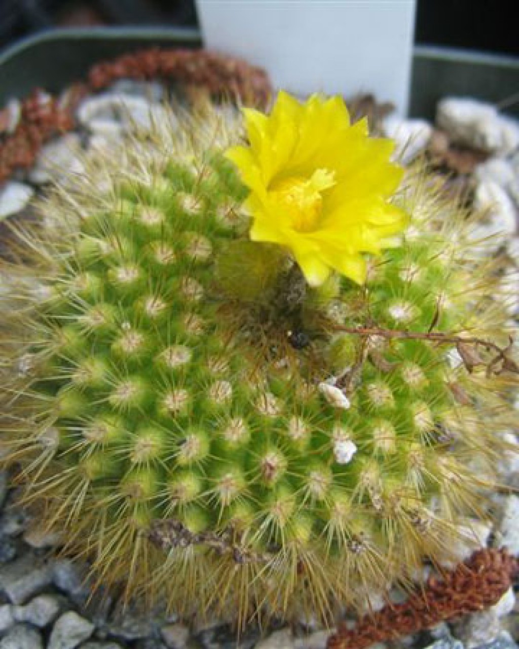 Parodia Saint-pieana