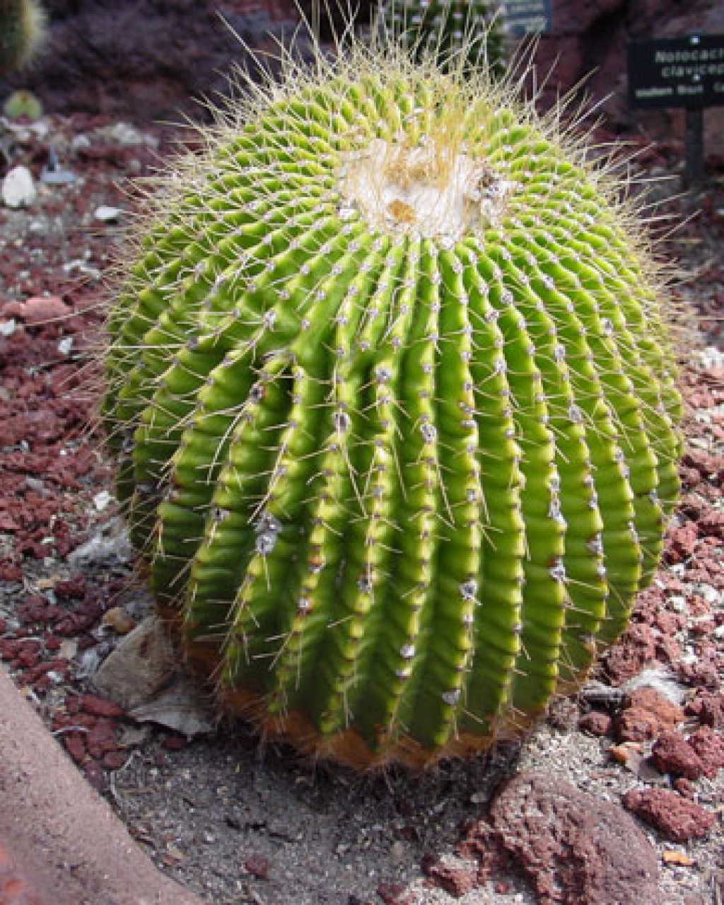 Parodia Schumanniana