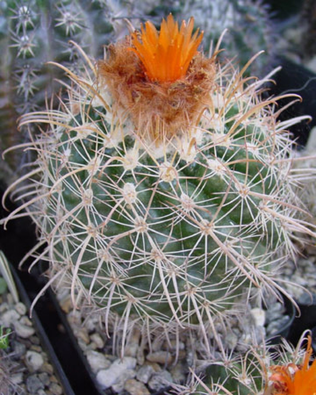 Parodia Schwebsiana