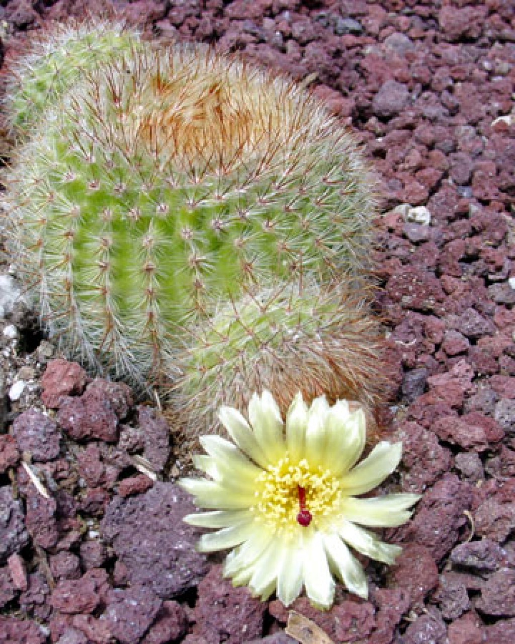 Parodia Scopa