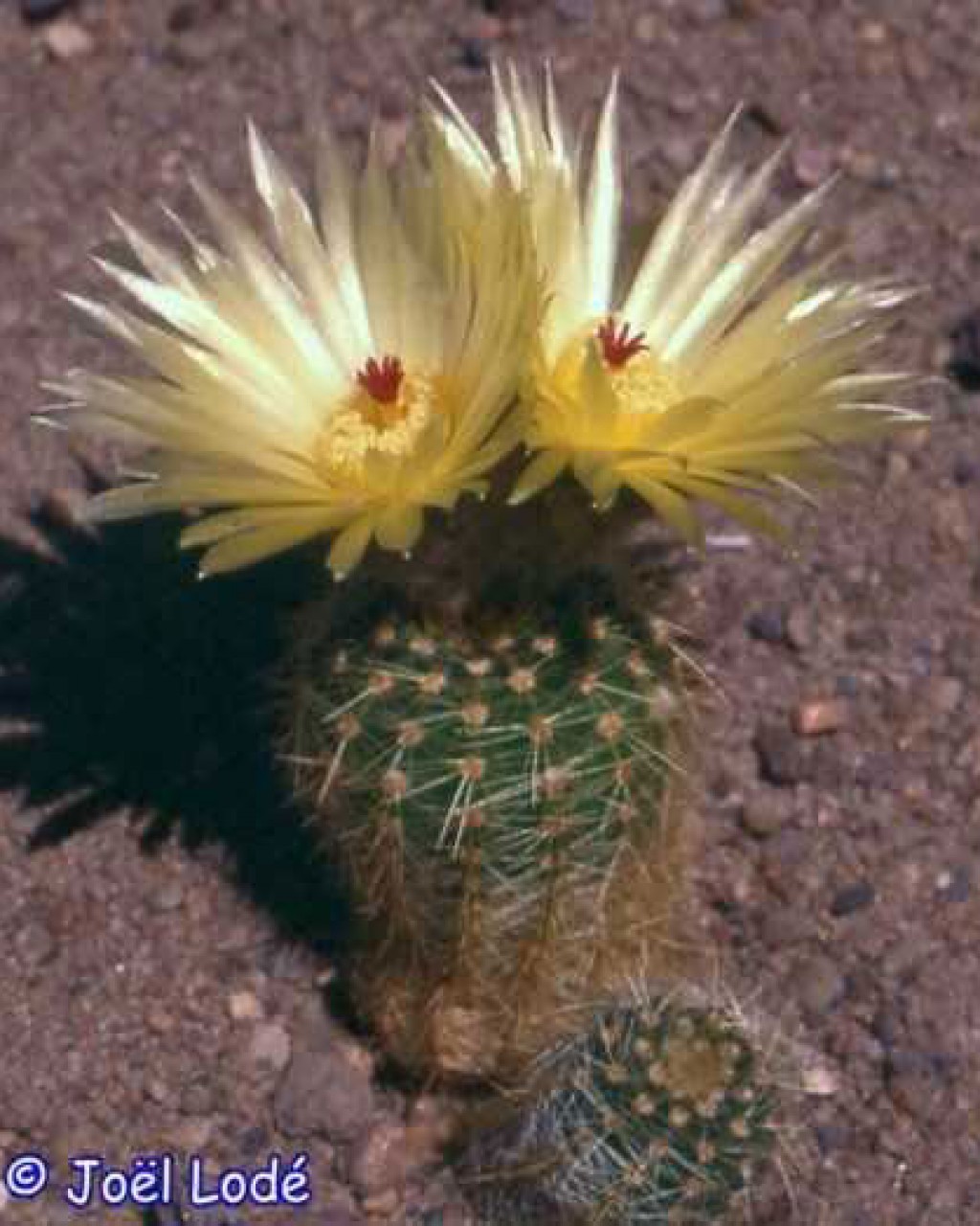 Parodia Stockingeri