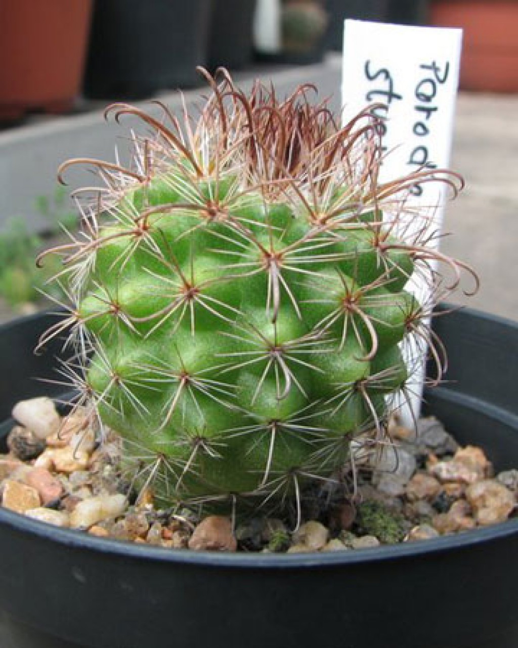 Parodia Stuemeri