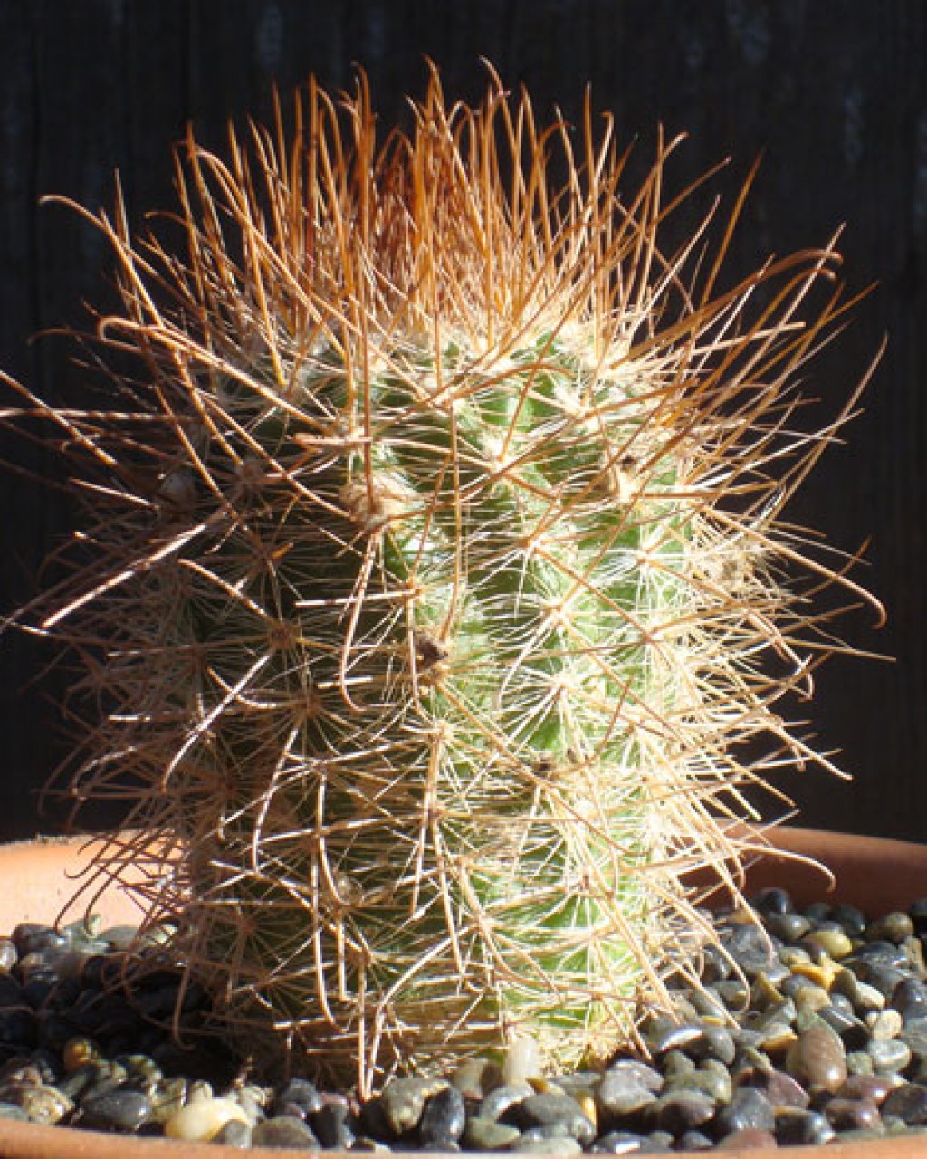 Parodia Taratensis