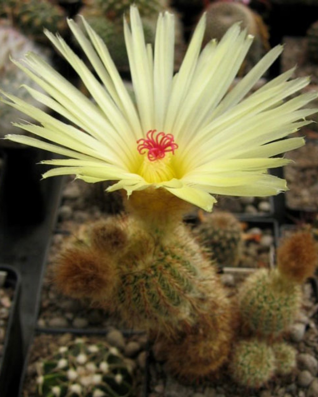 Parodia Tenuicylindrica