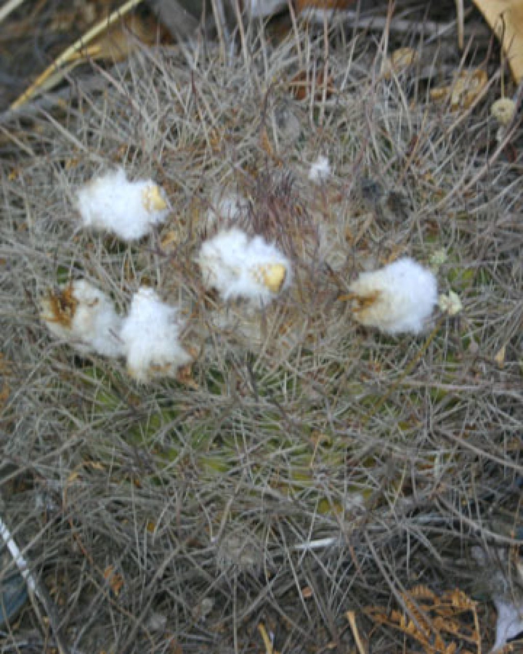 Parodia Tilcarensis