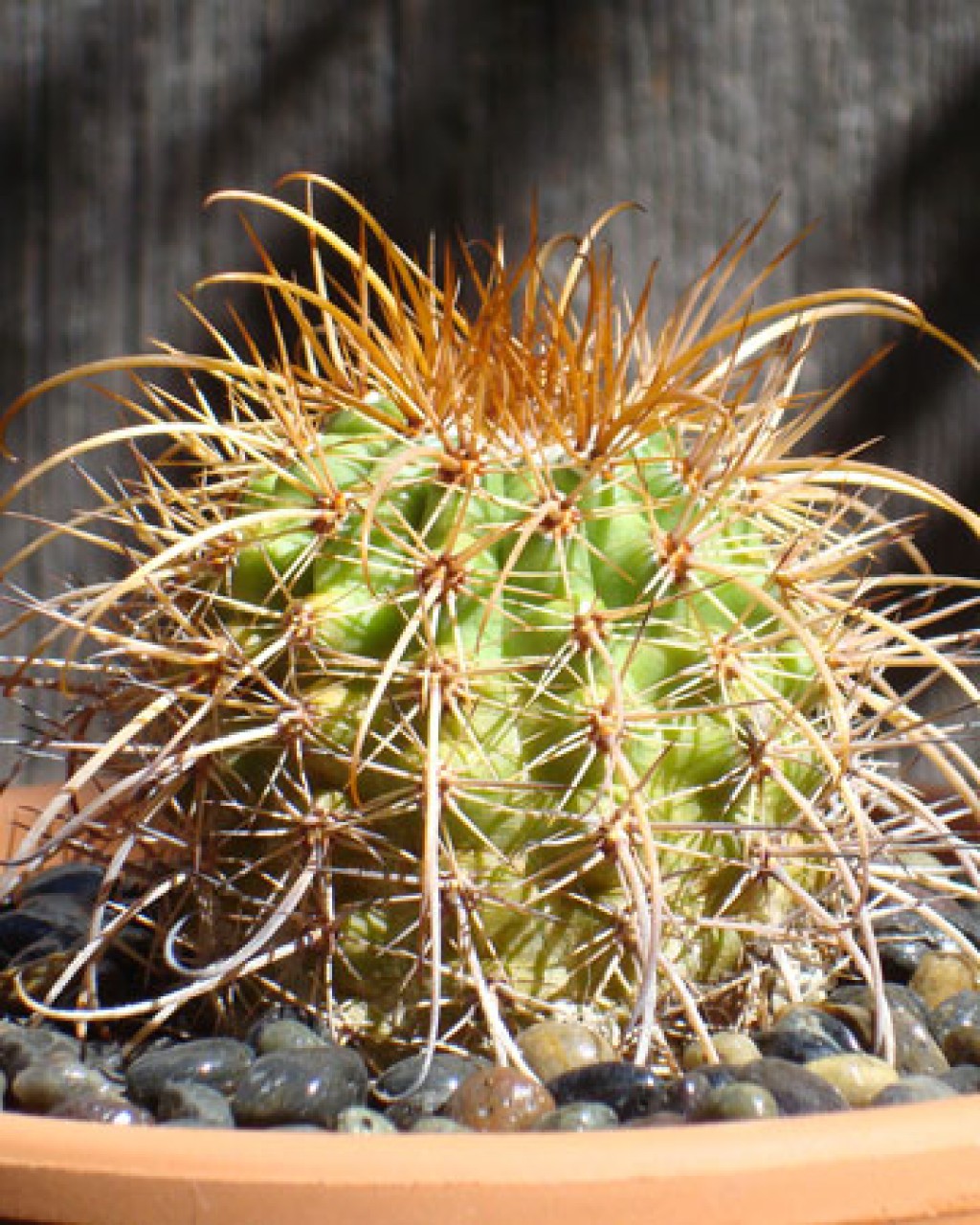 Parodia Tuberculata