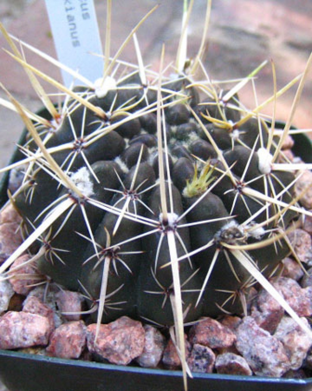 Parodia Turecekiana