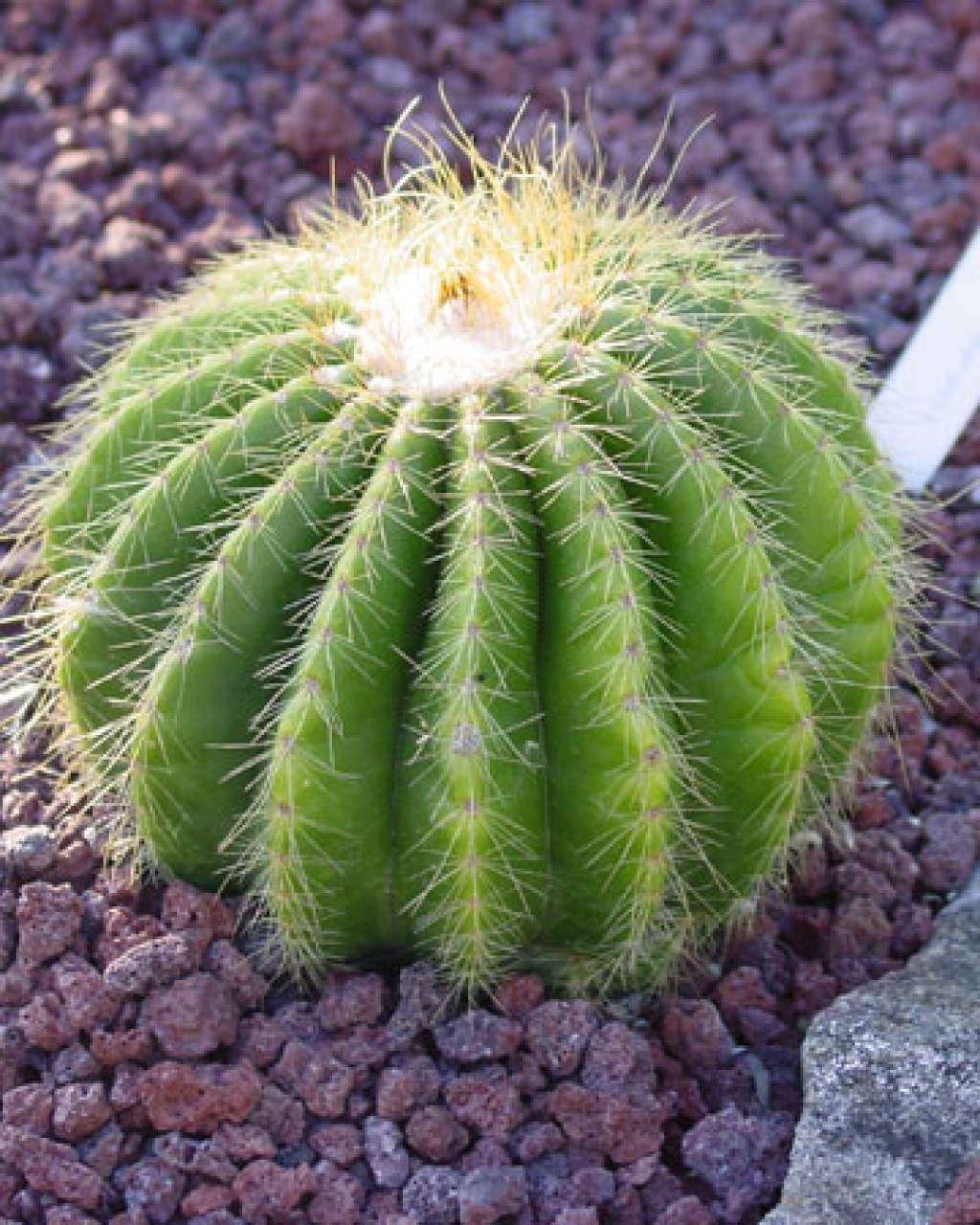 Parodia Warasii