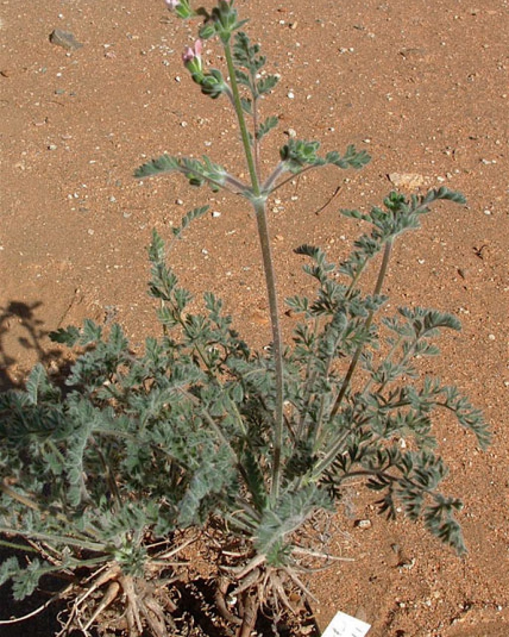 Pelargonium Crassipes