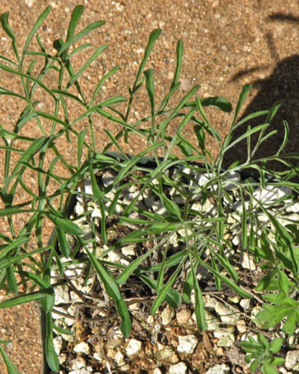 Pelargonium Luteolum
