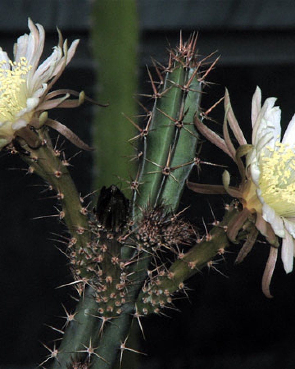 Peniocereus Cuixmalensis
