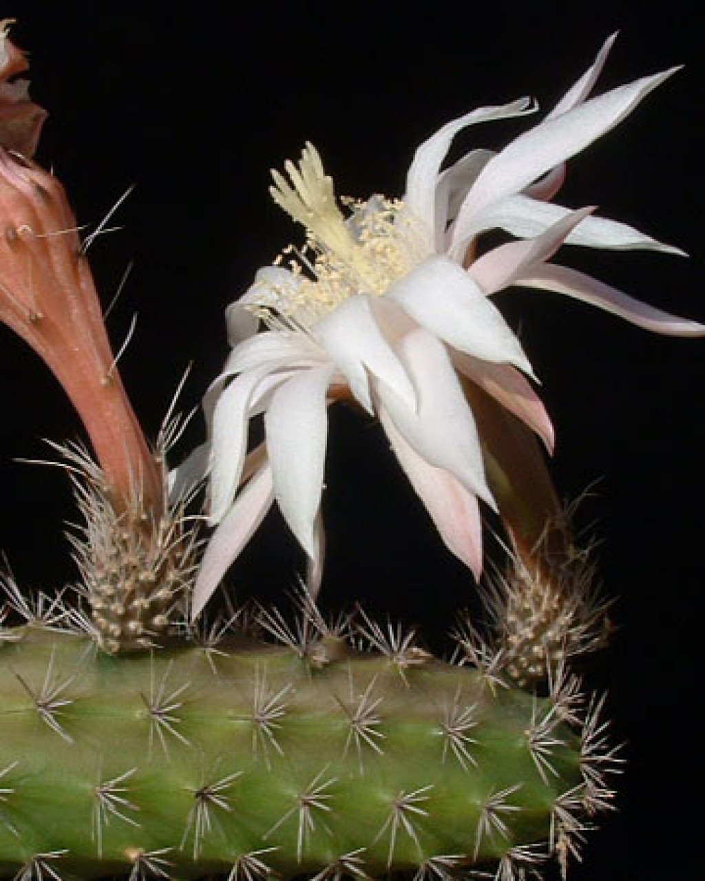 Peniocereus Guatemalensis