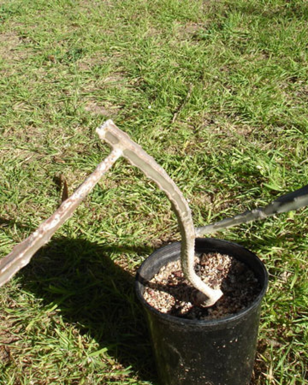 Peniocereus Johnstonii