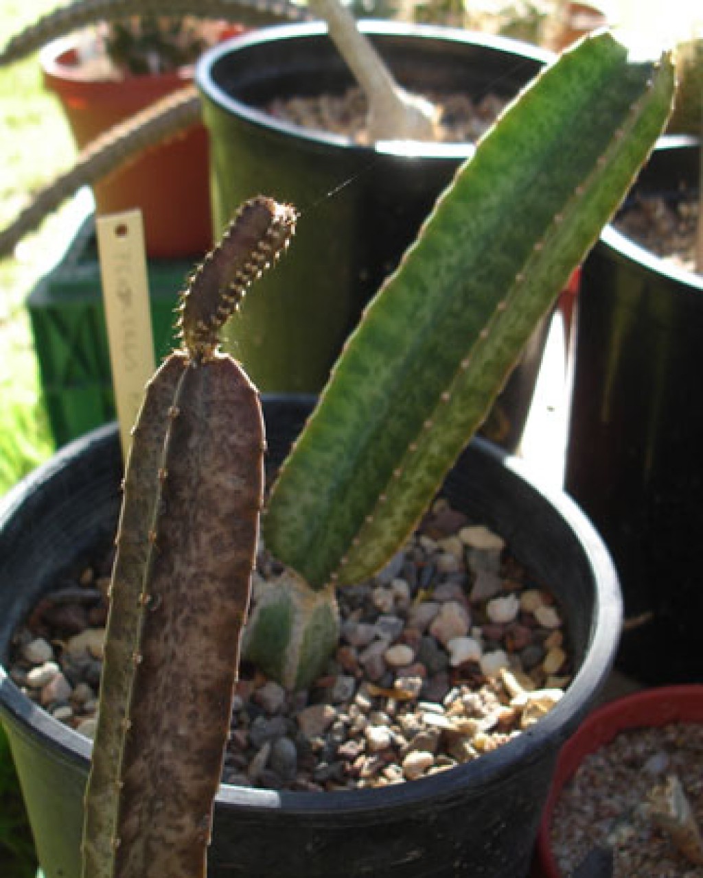 Peniocereus Maculatus