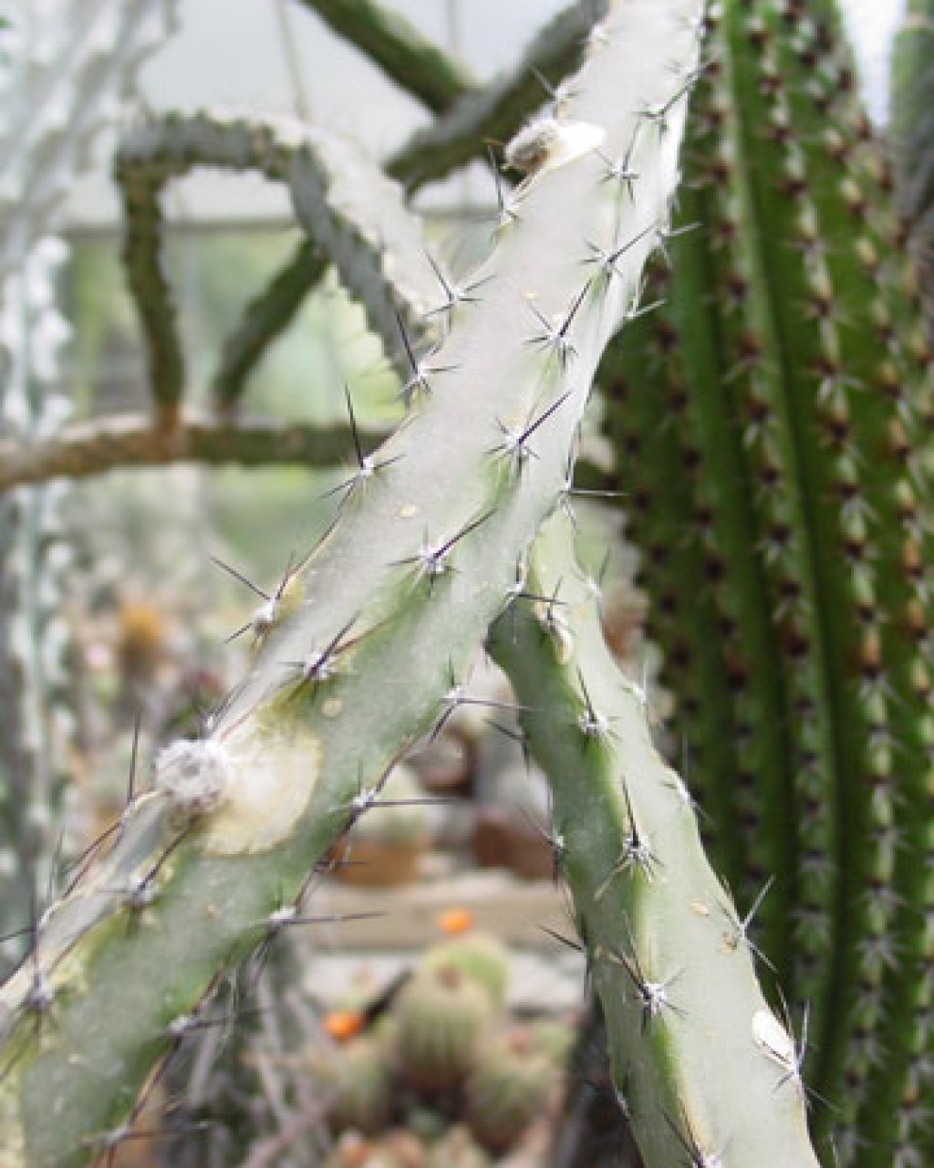 Peniocereus Marianus