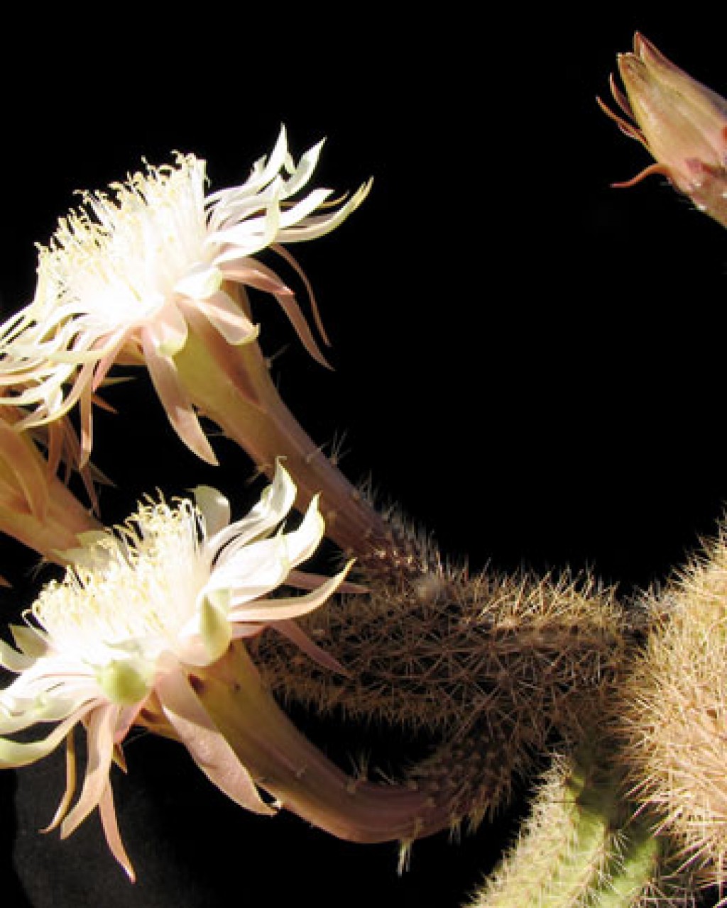 Peniocereus Oaxacensis