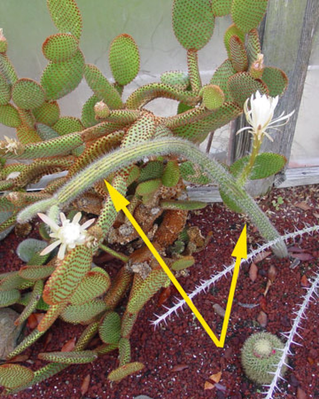 Peniocereus Serpentinus