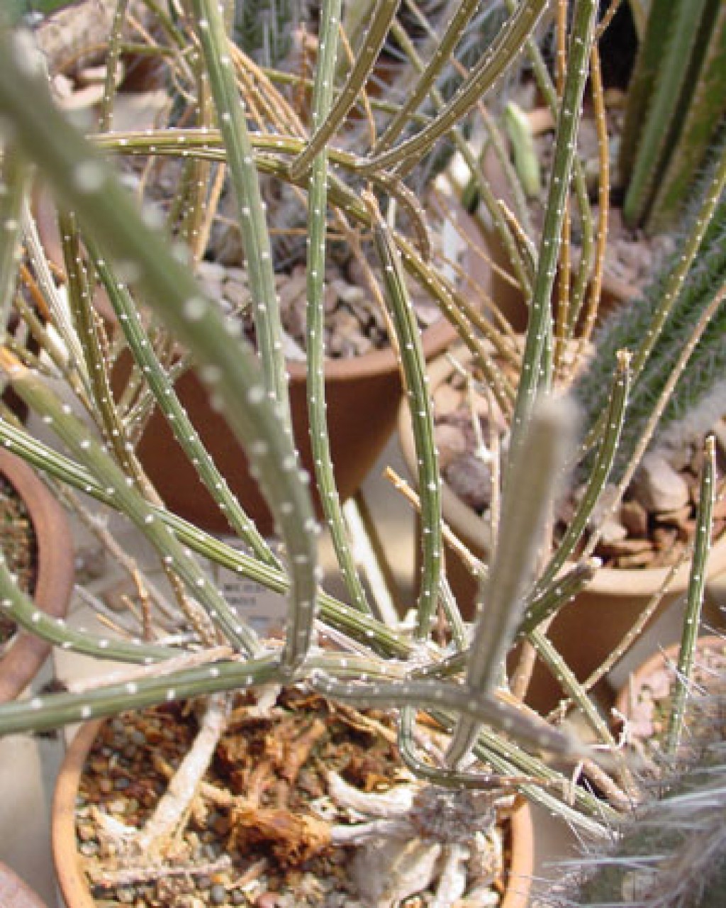 Peniocereus Striatus