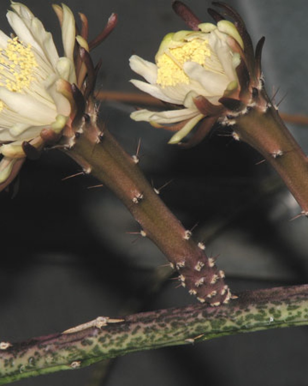 Peniocereus Tepalcatepecanus