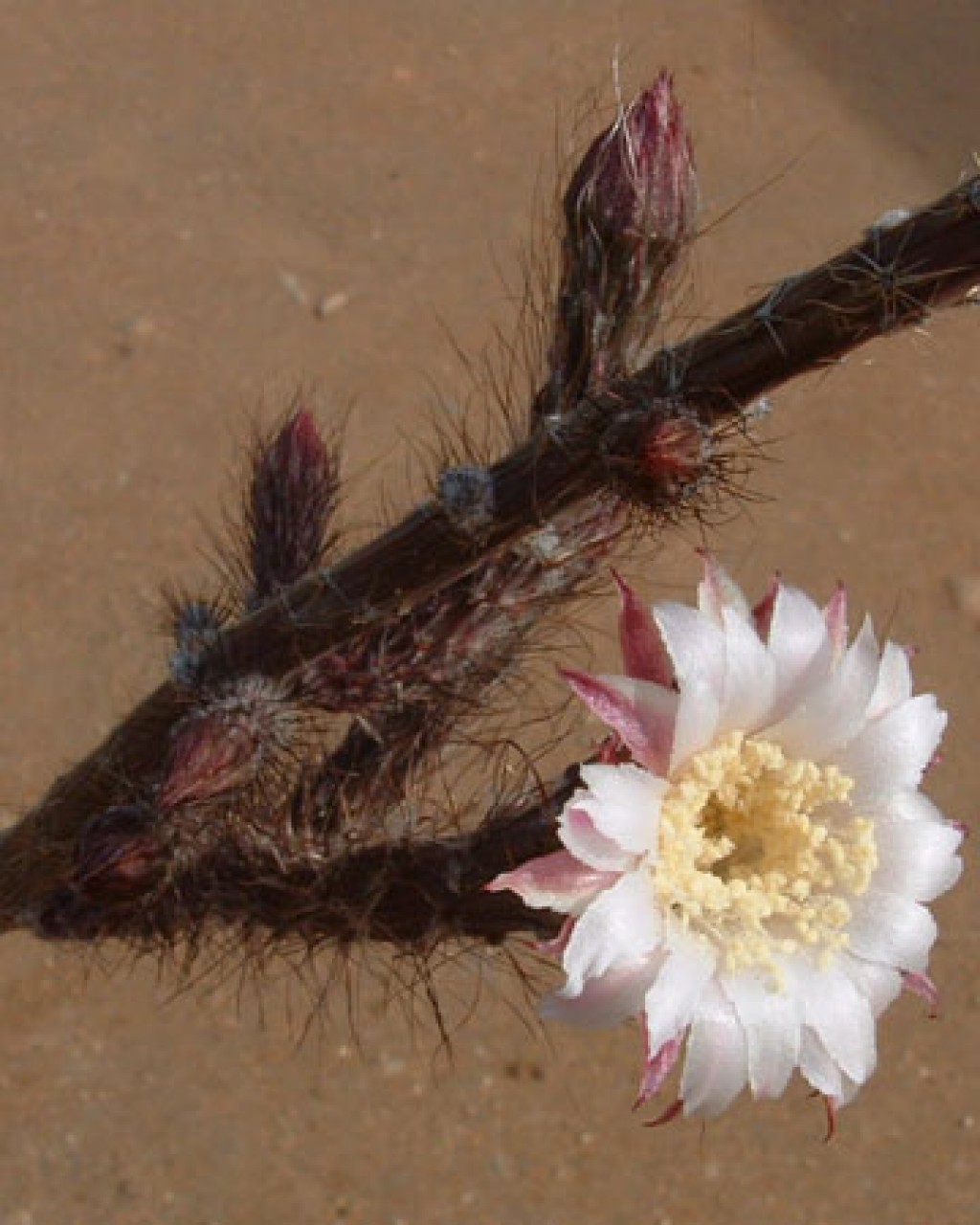 Peniocereus Zopilotensis