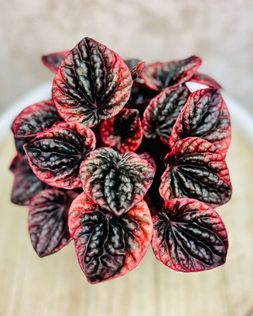 Peperomia caperata 'Abricos'