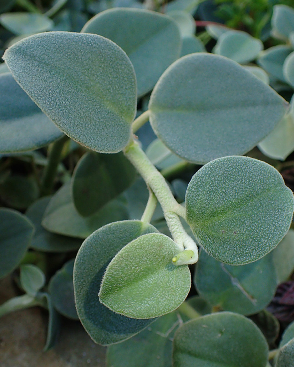 Peperomia incana