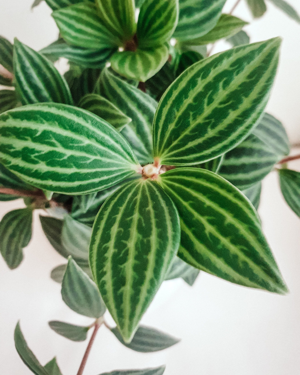 Peperomia puteolata