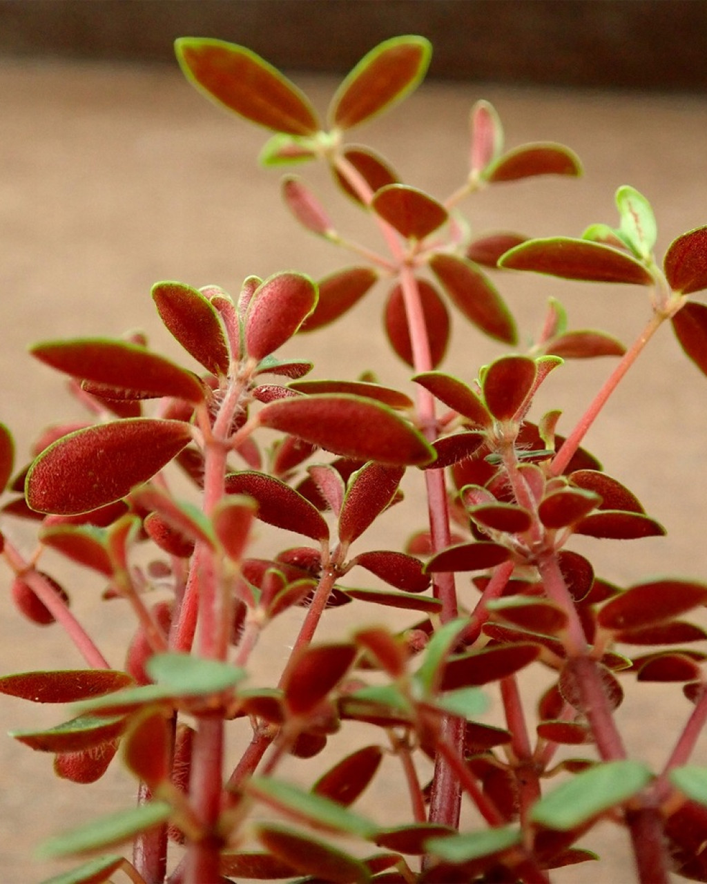 Peperomia rubella