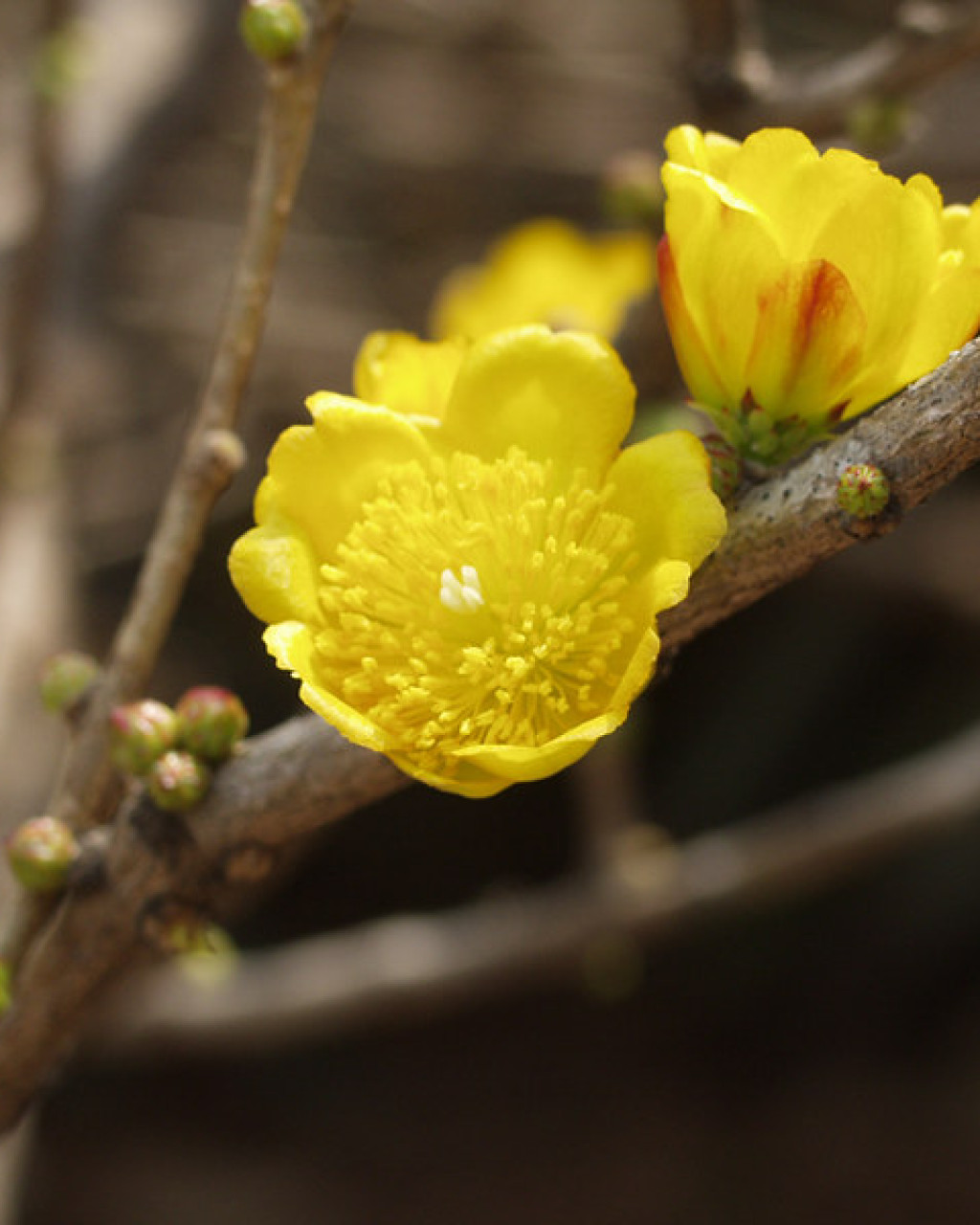Pereskia guamacho