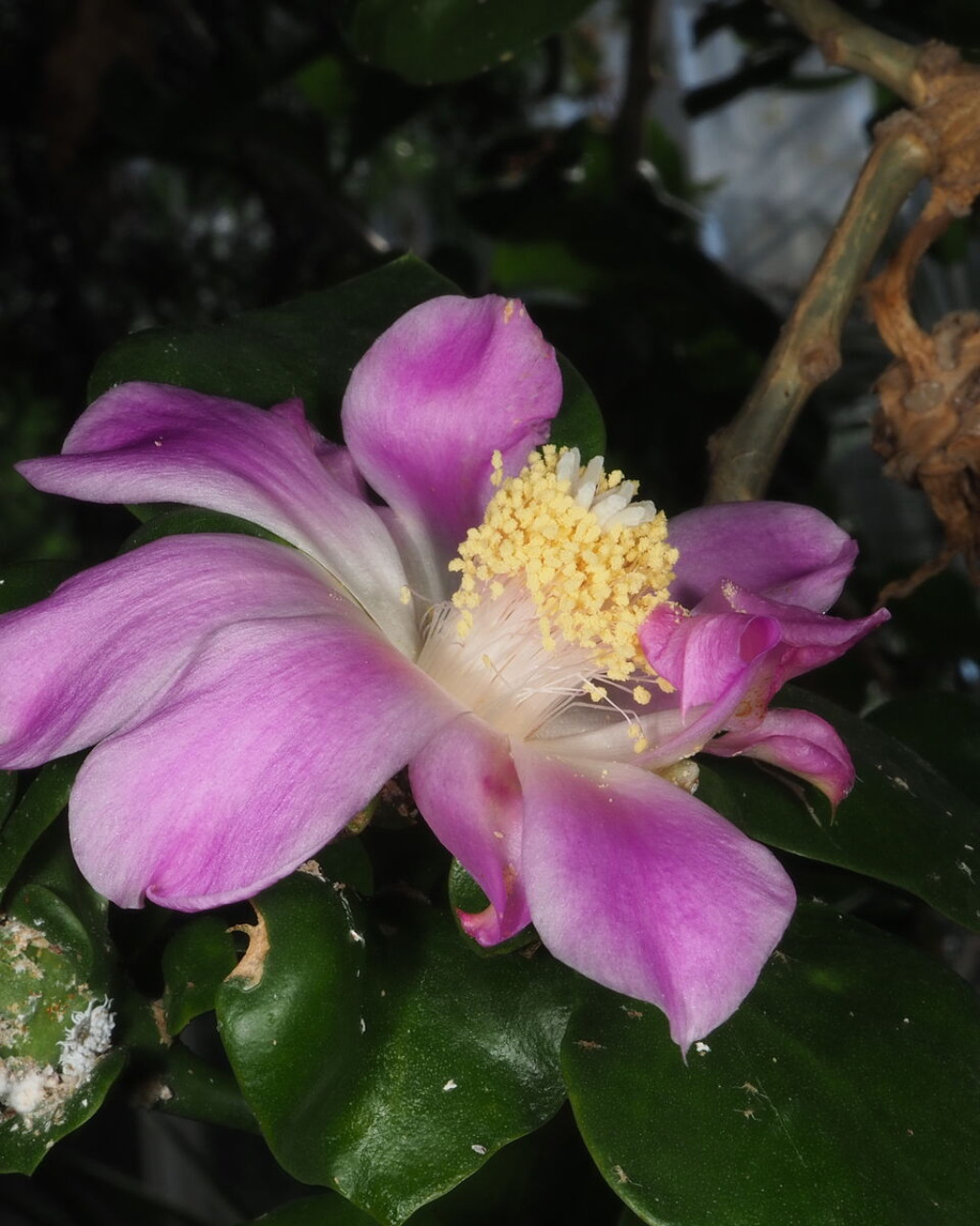 Pereskia horrida