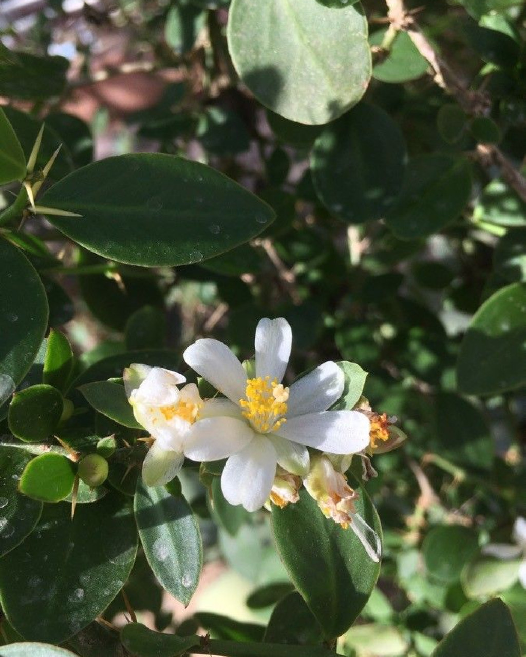 Pereskia weberiana