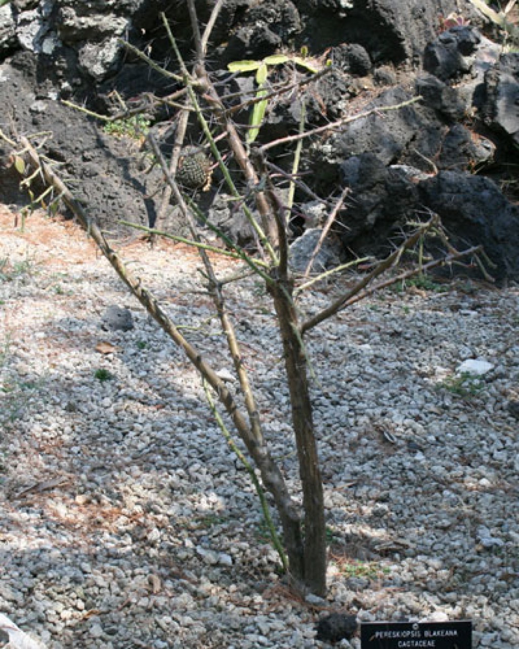 Pereskiopsis Blakeana