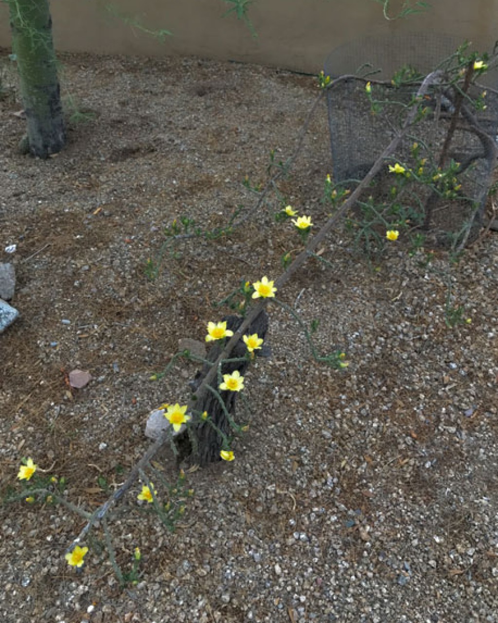 Pereskiopsis Gatesii