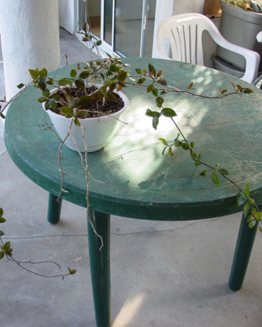 Pereskiopsis Kellermanii