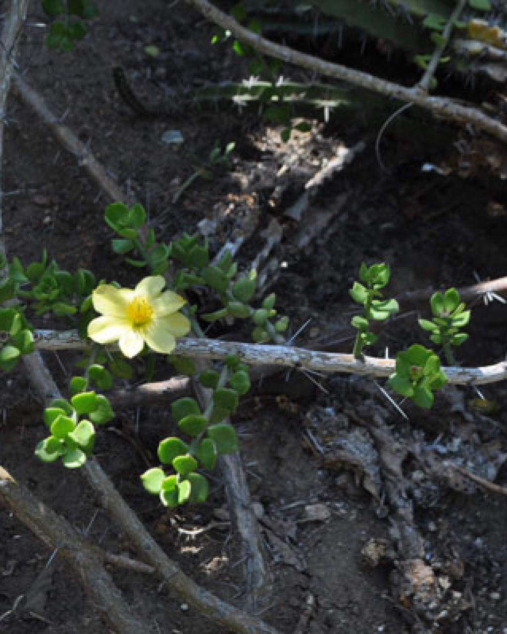 Pereskiopsis Porteri